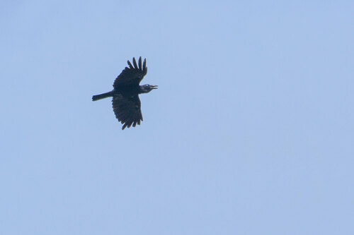 Bismarck Crow (Corvus insularis), photo 5