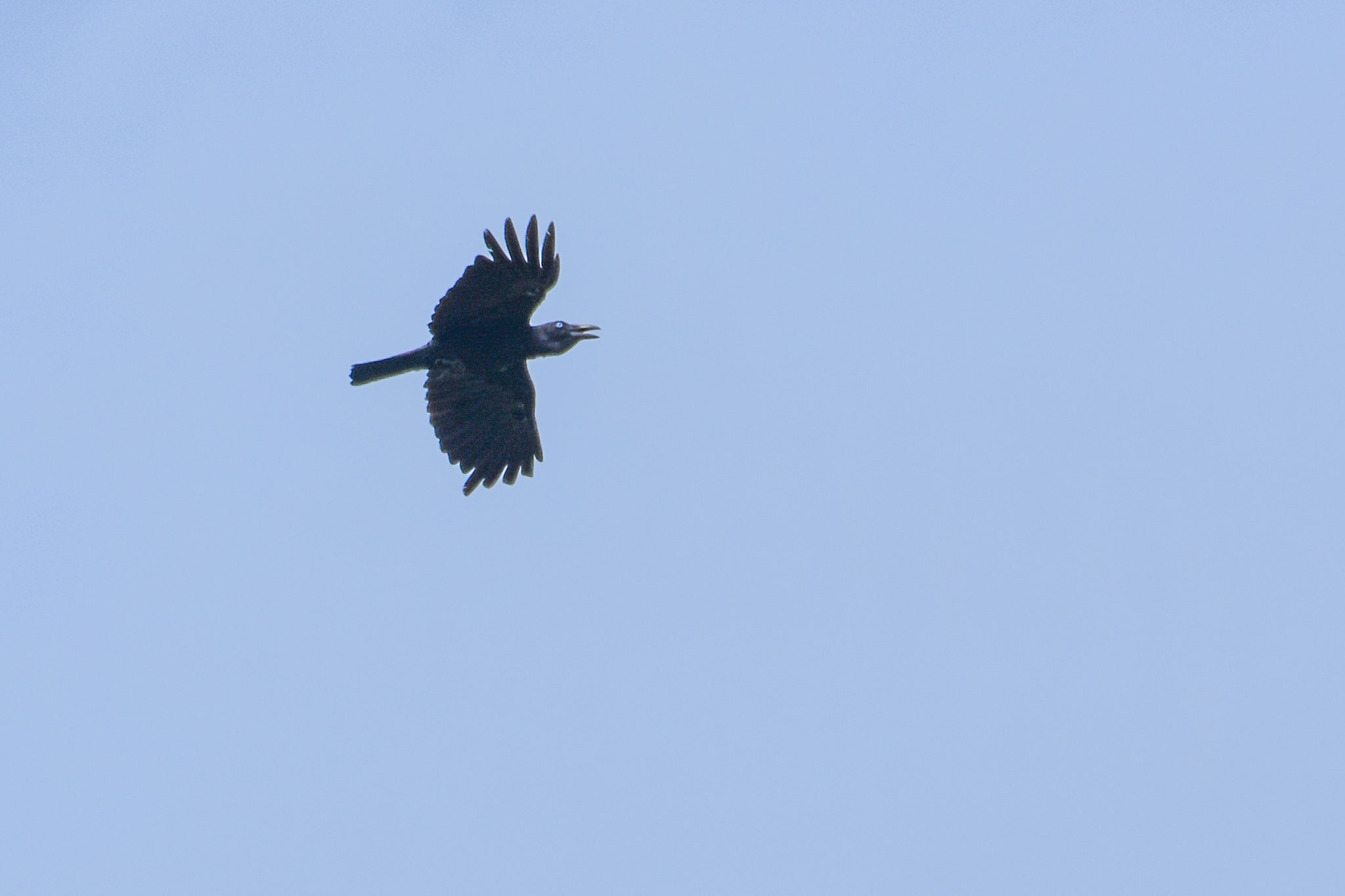 Bismarck Crow (Corvus insularis), photo 5