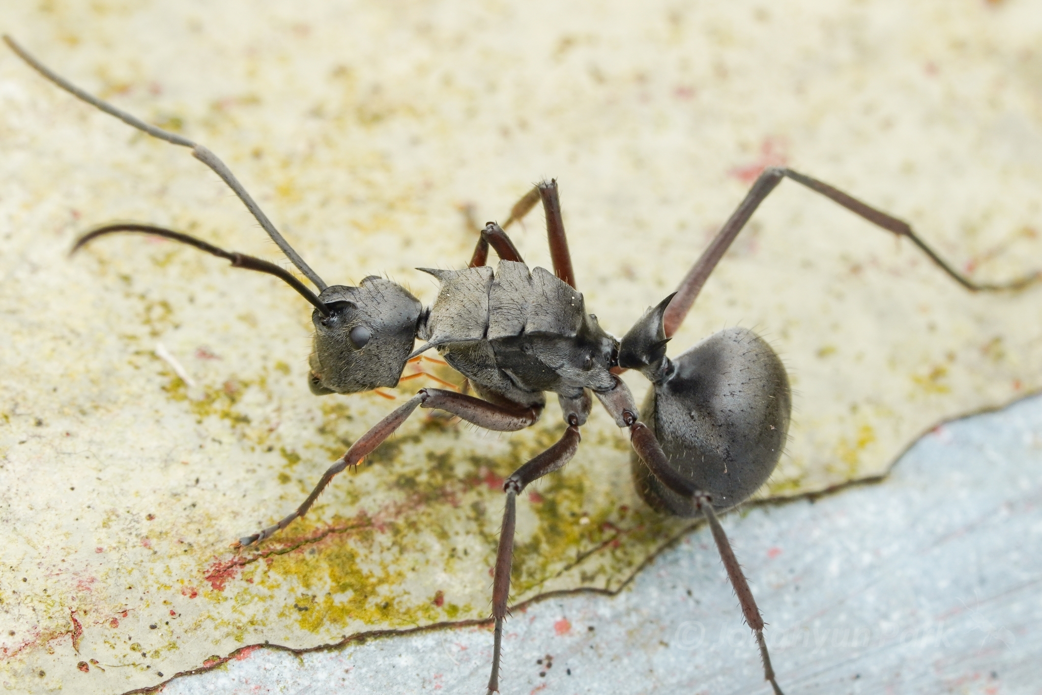 Polyrhachis tyrannica