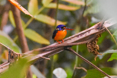 New Britain Dwarf-Kingfisher photo 3
