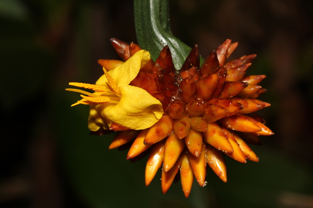 Stegolepis