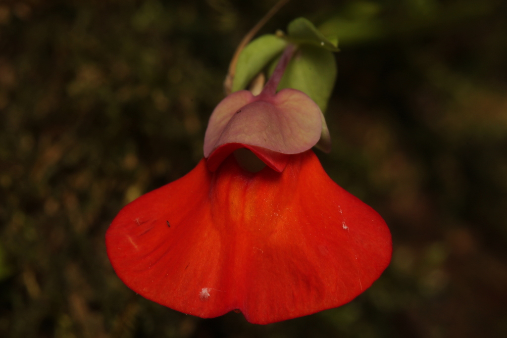 Utricularia campbelliana Oliver 3