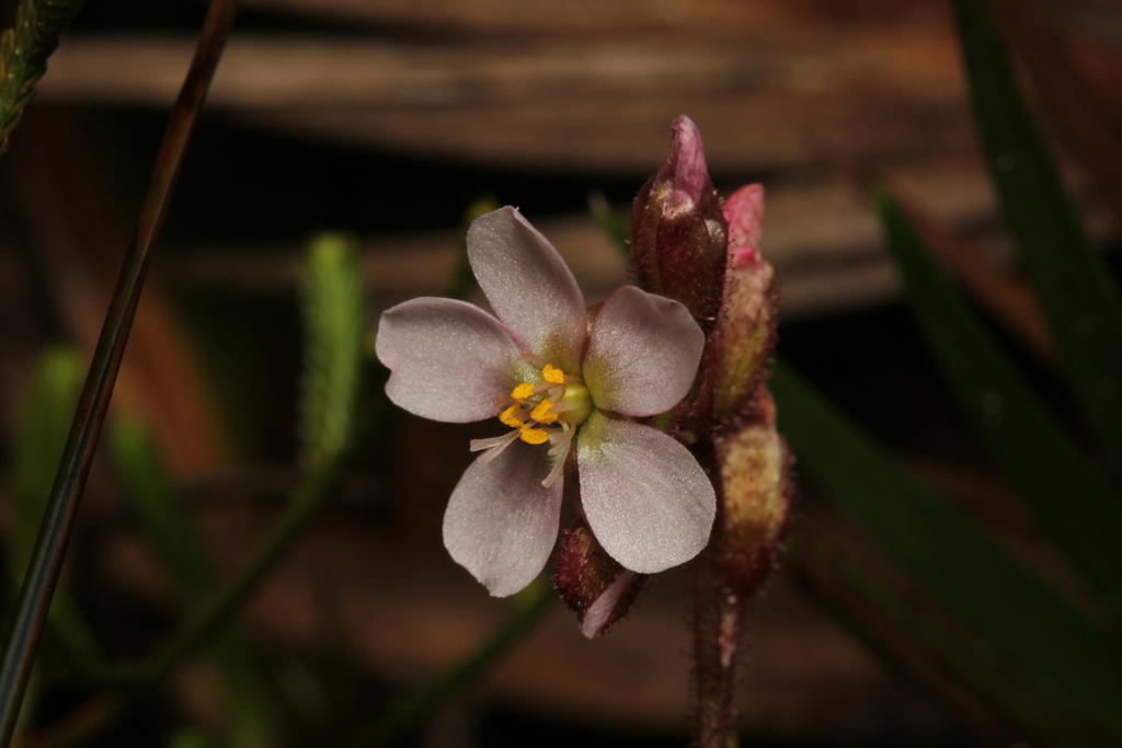 Drosera roraimae