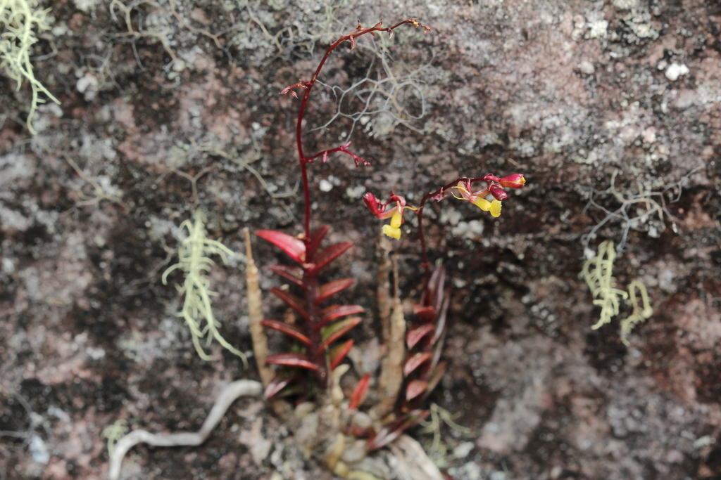 Epidendrum violascens Lindl. 3