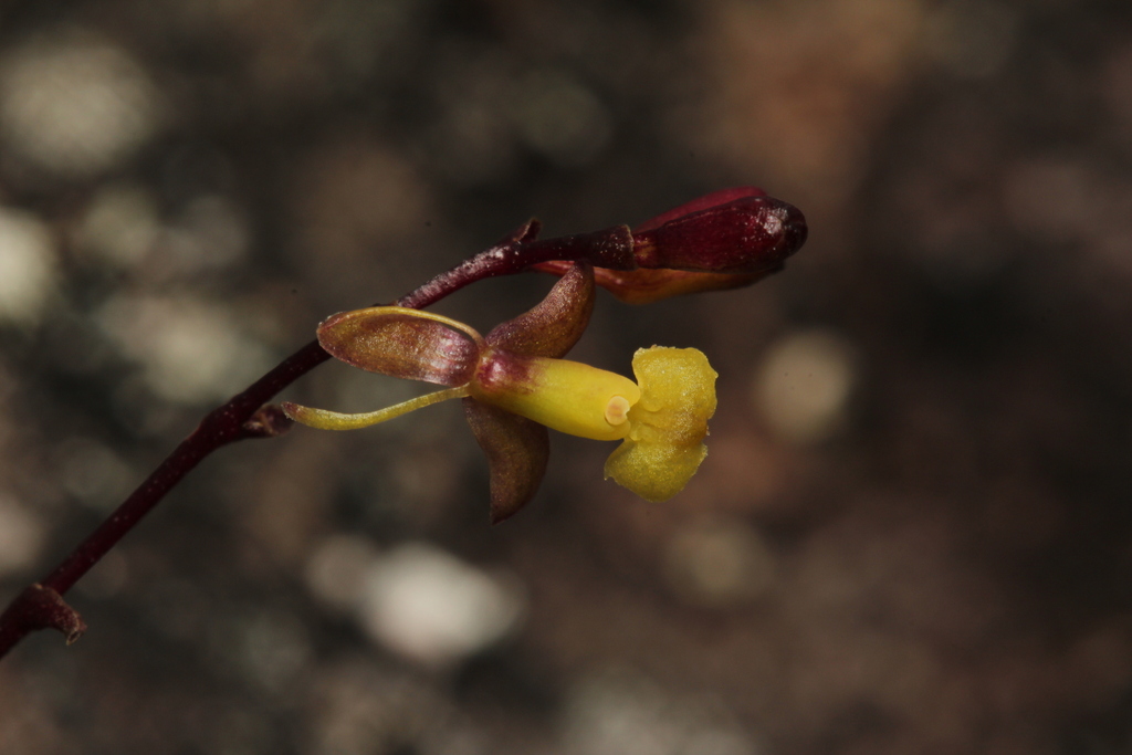 Epidendrum violascens Lindl. 4