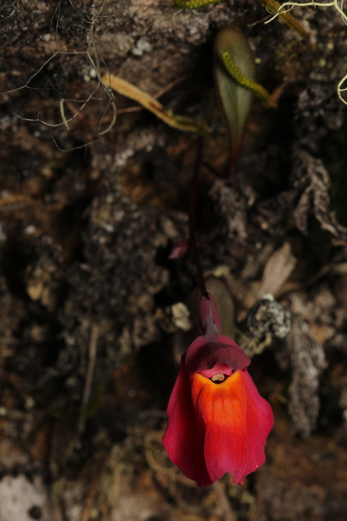 Utricularia quelchii N.E.Br.