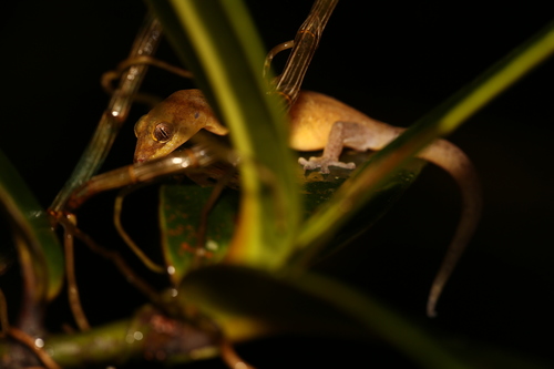 Sadlier's New Caledonian Gecko, Bavayia septuiclavis