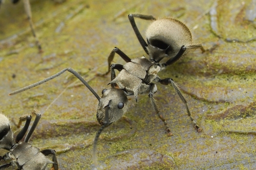 Polyrhachis illaudata photo 4