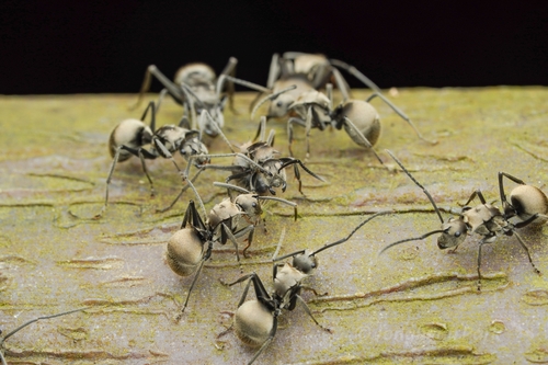Polyrhachis illaudata photo 3