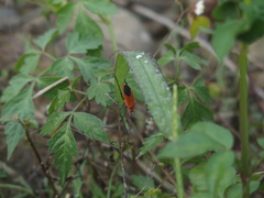 Leptocoris augur