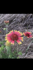 Gaillardia pulchella