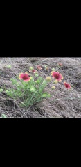 Gaillardia pulchella