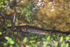 Plethodon idahoensis