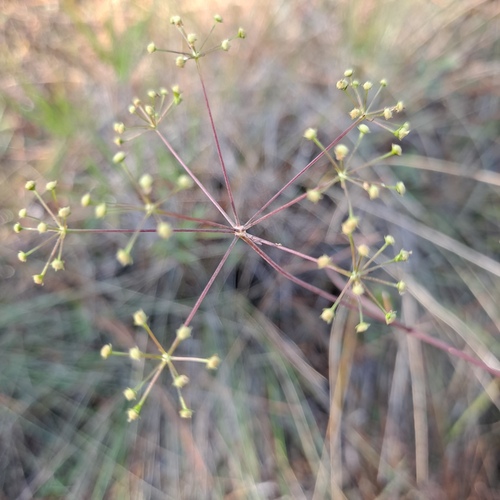 savanna cowbane (Oxypolis ternata)