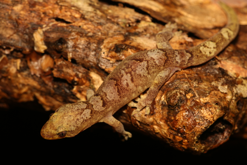New Caledonian Brown Geckos