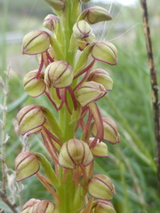 Orchis anthropophora