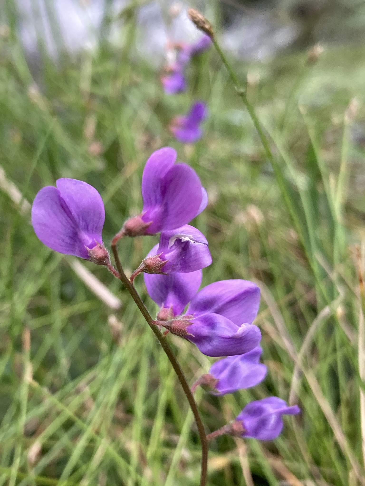 Vicia montevidensis