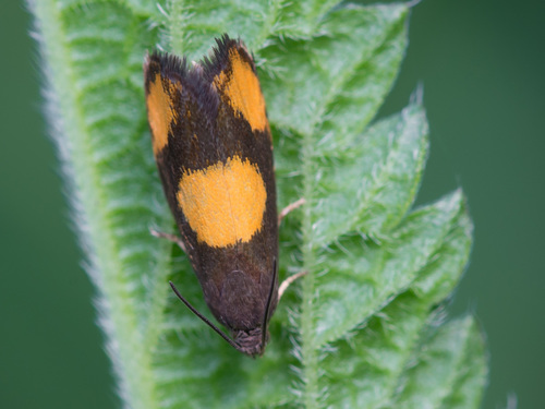 Orange-spot Piercer
