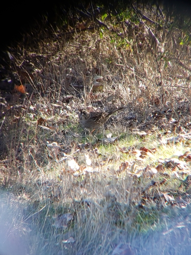 iNaturalist observation photo of Golden-crowned Sparrow
