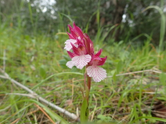Anacamptis papilionacea grandiflora