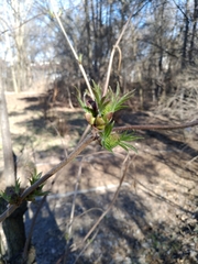 Sambucus sieboldiana