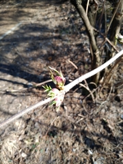 Sambucus sieboldiana