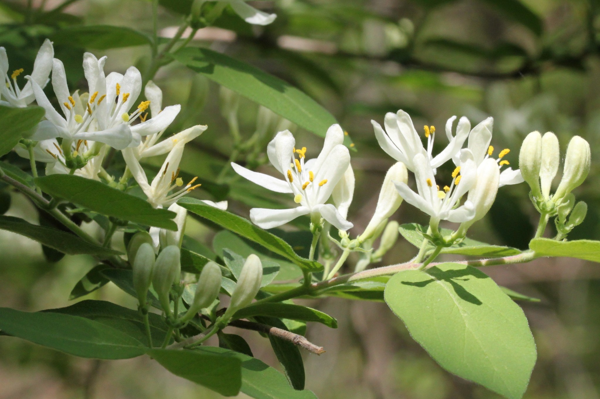 Lonicera morrowii