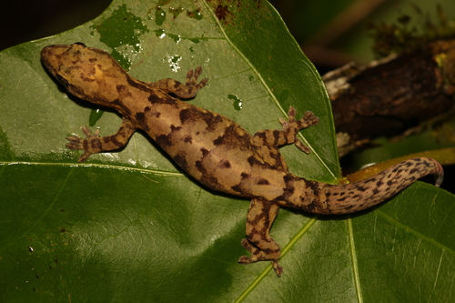 Sauvage's New Caledonian Gecko, Bavayia sauvagii