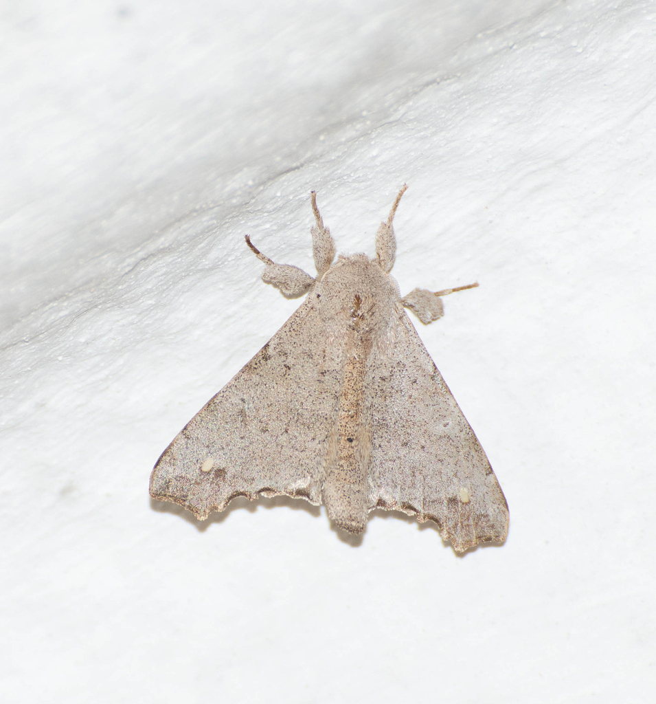 Olceclostera porioni