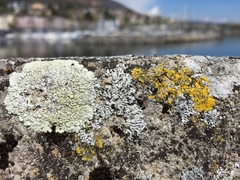 Candelariella medians