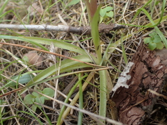 Anacamptis papilionacea grandiflora