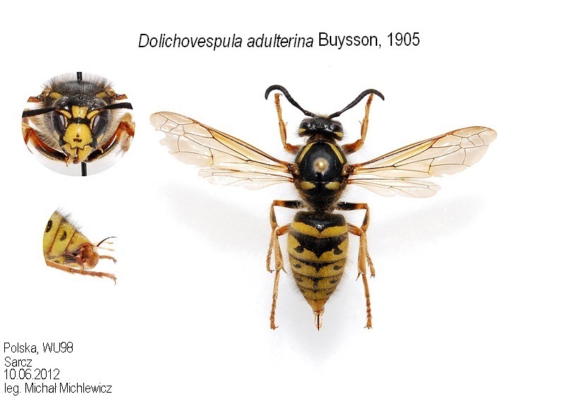 Dolichovespula adulterina