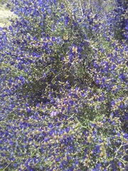 Psorothamnus fremontii