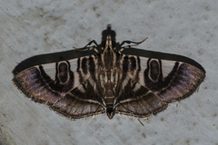 Bocchoris sphenocosma