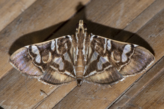 Chabula telphusalis