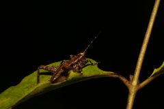 Agnotecous albifrons