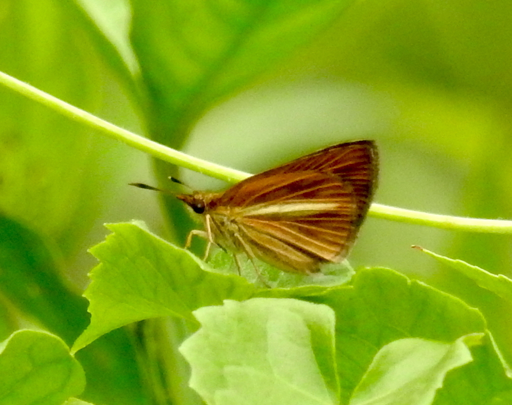 hedge-hopper