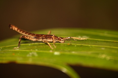 Canachus