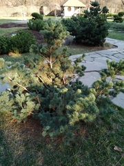 Pinus parviflora