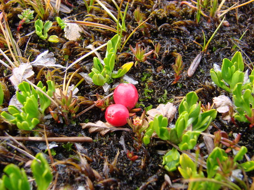 Image of Nanodea muscosa by (c) Reuber Brandão, some rights reserved (CC BY)