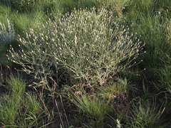 Klasea erucifolia