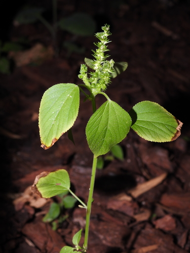 Acalypha setosa (Acalypha setosa)
