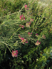 Astragalus cornutus