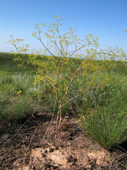Ferula caspica