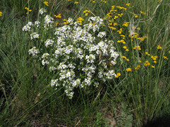 Crambe aspera