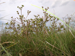 Trinia hispida