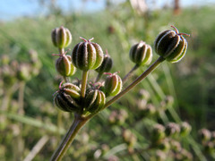 Trinia hispida