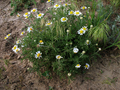 Anthemis ruthenica