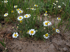 Anthemis ruthenica