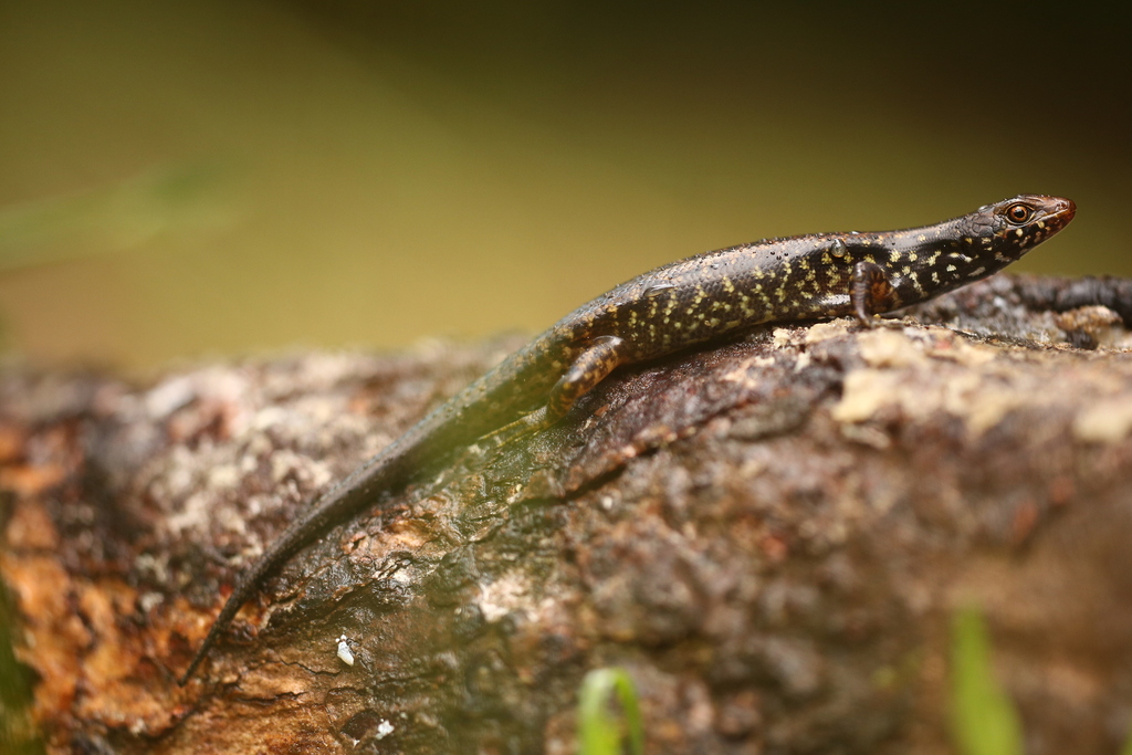 Marble-throated Skink